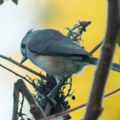 Titmouse Mix