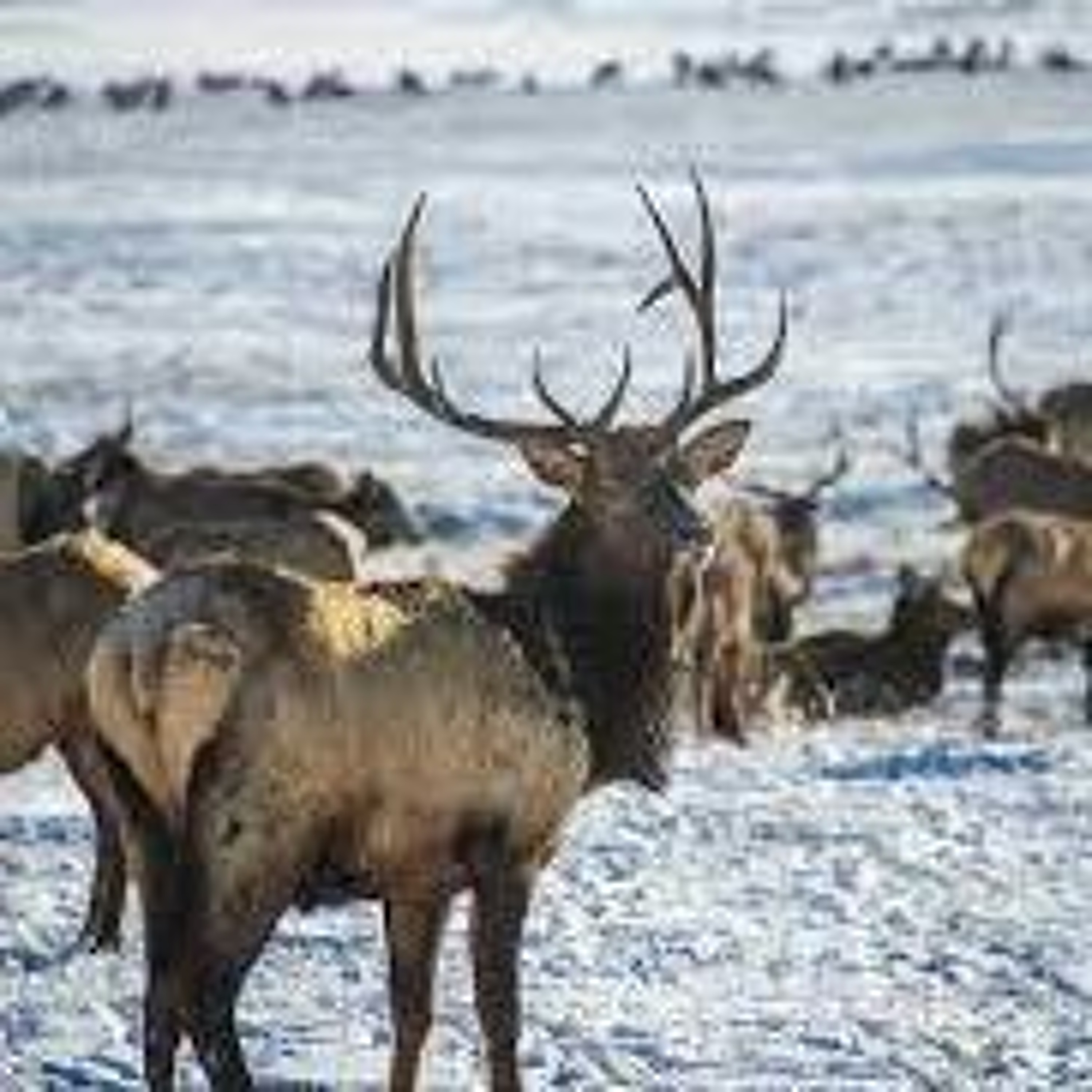 News Brief March 23 | Elk Refuge to End Supplemental Feeding Early, Snowpack Down in Wyoming episode artwork
