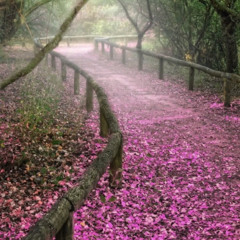 اسلام صبحي | سورة مريم