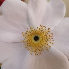 Being Centred