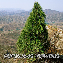Platycladus orientalis (11.05.2025)