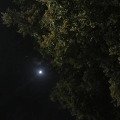 تزوّد من الأقمار قبل أُفُولها| ترنيم