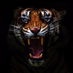 Kaan Parlatan-Tiger Set