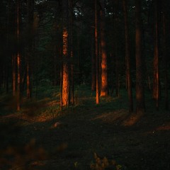 Campfire Stories 90 (It's in the Trees) by Kuma