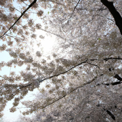 The Grace of Flowing Silk