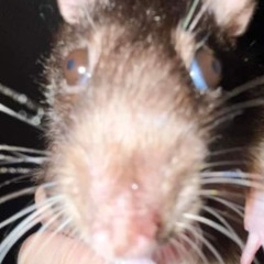 Rat King Prod. Puda - Sunny Savannah