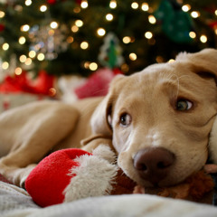 100 Tango "All I Want For Christmas Is You"