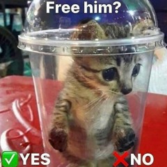 Cat Death III: OD off da percs