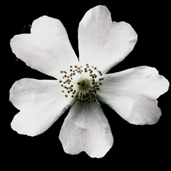 Abèh - Strawberry Colline