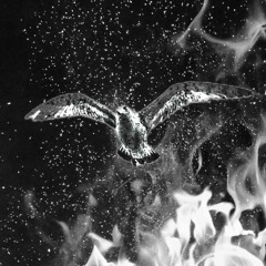 ASHES & FLAMES FEAT. TOKYO DANIELS!