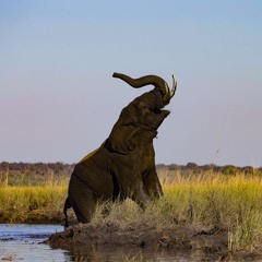 לכל פיל יש שם?