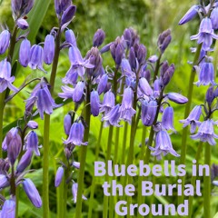 Bluebells in the Burial Ground  Em G D C  - 28:04:2023, 22.34