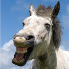 One trick pony