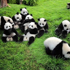Review Special Price Private Half-Day Chengdu Panda Breeding Center Tour with Optional Volunteer