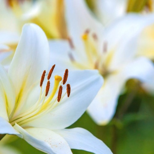 As a lily growing out of a bramble bush