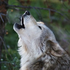 Gray Wolf - Three Group Howls
