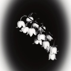 Lily Of The Valley