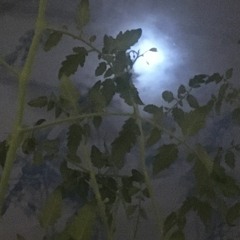 Arwen Alba Sol Δ vines at moon