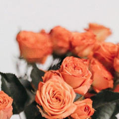 Cant Help Faling In Love - Macee Hartt Cover