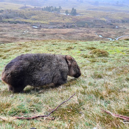 I’m More Scared of the Wombats