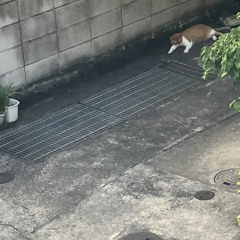 ねこっち