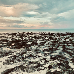 LowTide