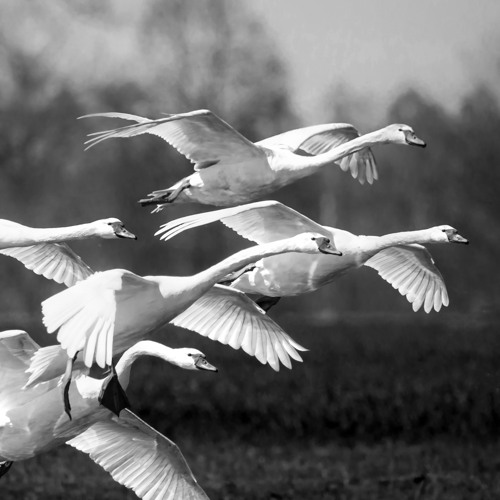 Premiere: Mioche (DE) - Tropique [Acker Records]