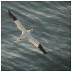 Gannet At Aberdaron
