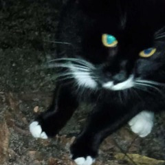 🖤Mars Argo - Love in Black and white🤍