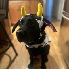 Lets (Moo)ve it 🐮