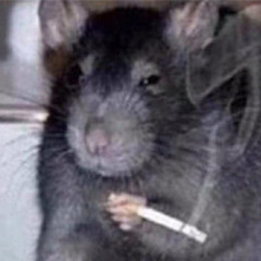 ratte kippe vol.1