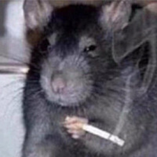 ratte kippe vol.1