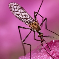 Mosquito (Instrumental)