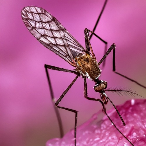 Mosquito (Instrumental)