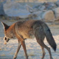 Coyotes Predawn Forest Drips 01