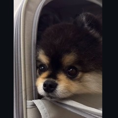 Untitled Playlist