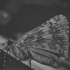 if it really matters - Hollow Road