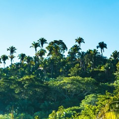 Paradise Drifting