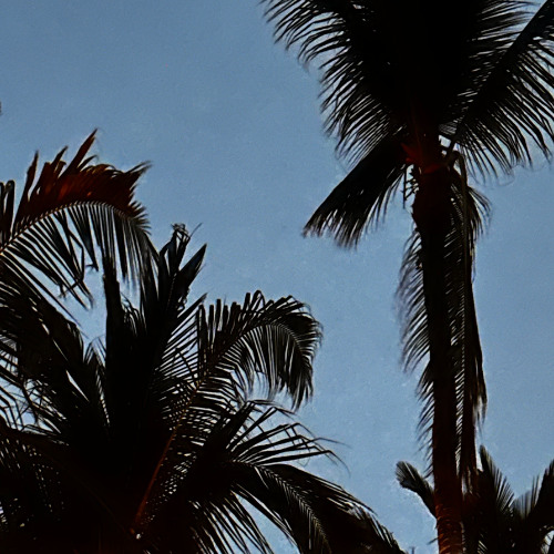 PalmTree