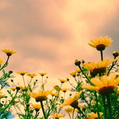 Mi universo es un recuerdo / / Palimpsestos difusos