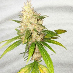 londons hidden pleasure.m4a