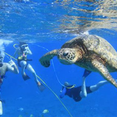 Best Which Ko Olina Lagoon Is For Snorkeling Prices Reviews