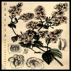 Diascia (feat. joerxworx) by Brian Butts
