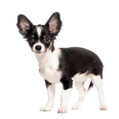 FALL FOR YOU - CINNAMON