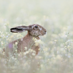 Interlude: Ascension