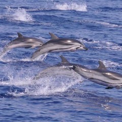 La danza dei Delfini