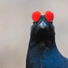 Black Grouse and Common Crane