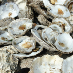 Oyster Trash to Treasure, The Outlaw Ocean, A “Little Sea” with a Big Champion and more.