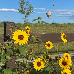Sunday Sunflower