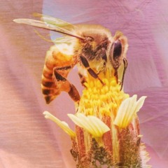 Re-Membering our Oracular Bodies -An Essay written & narrated by Aislinn Kerchaert with commentary